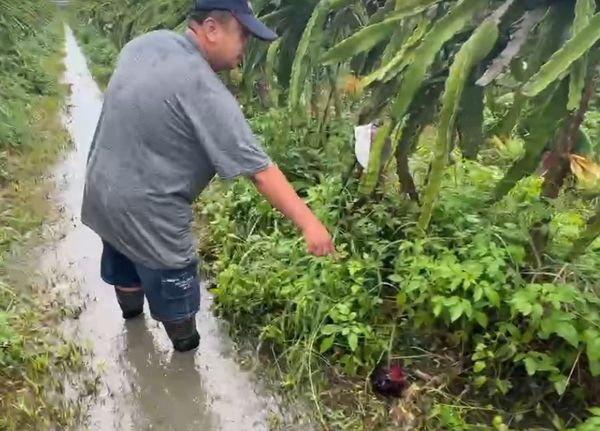 ▲冠軍火龍果農陳勝得淹水災情慘重。（圖／記者唐詠絮翻攝）