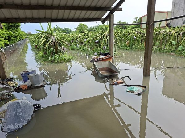 ▲冠軍火龍果農陳勝得淹水災情慘重。（圖／記者唐詠絮翻攝）