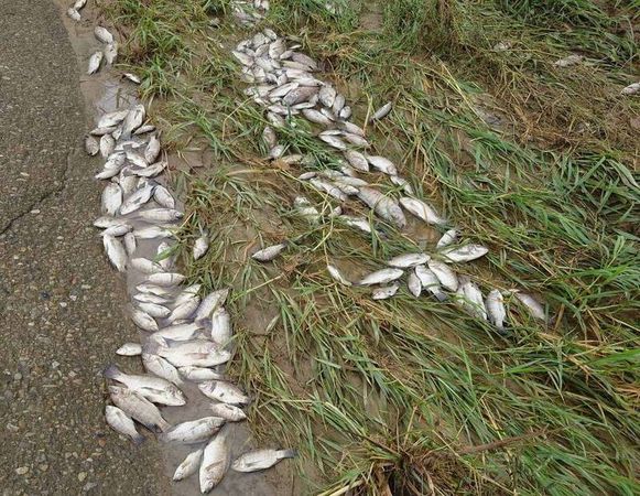 ▲貓羅溪沿岸可見到魚群集體暴斃。（圖／生態攝影師米諾斯提供）