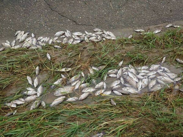 ▲貓羅溪沿岸可見到魚群集體暴斃。（圖／生態攝影師米諾斯提供）