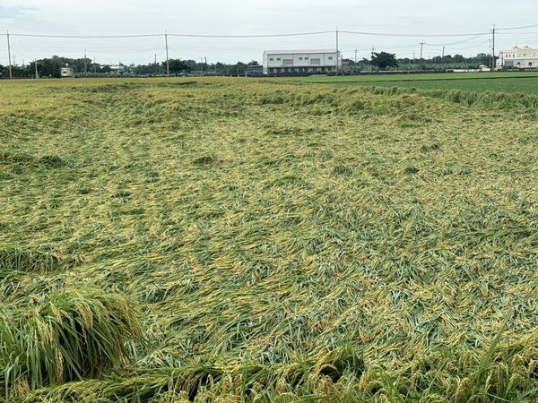 ▲埔鹽鄉道路全是稻梗。（圖／埔鹽鄉長許文萍提供）