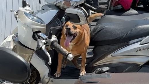 ▲高齡犬高溫下綁機車熱衰竭亡。（圖／新北市動保處提供）