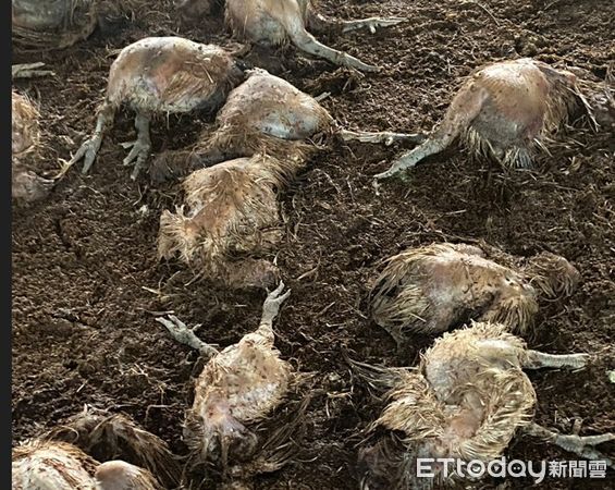 ▲彰化二林養豬場淹水疑似漏電豬隻集體死亡。（圖／彰化縣政府提供）