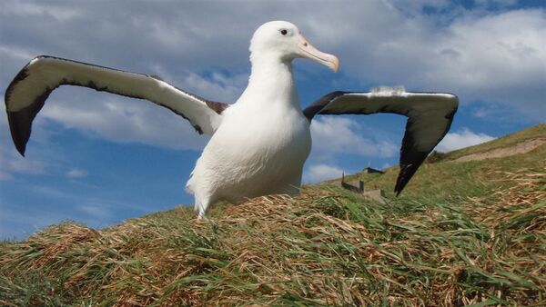 ▲。（圖／取自New Zealand`s Department of Conservation）