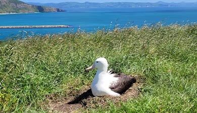 ▲。（圖／取自New Zealand`s Department of Conservation）