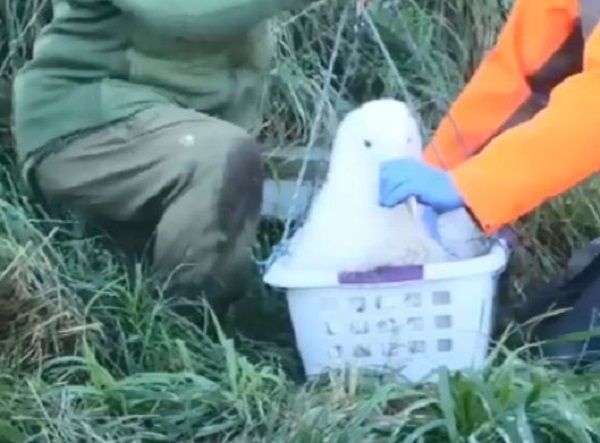 ▲。（圖／翻攝自Facebook／New Zealand`s Department of Conservation）
