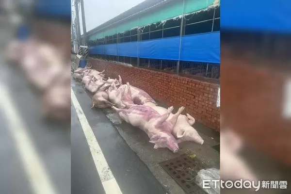 ▲▼嘉義養豬場豬隻遭高壓電電死。（圖／嘉義縣養豬協會理事長林志達提供）