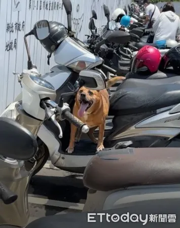 新北犬隻熱衰竭死亡。（圖／新北市動保處提供）