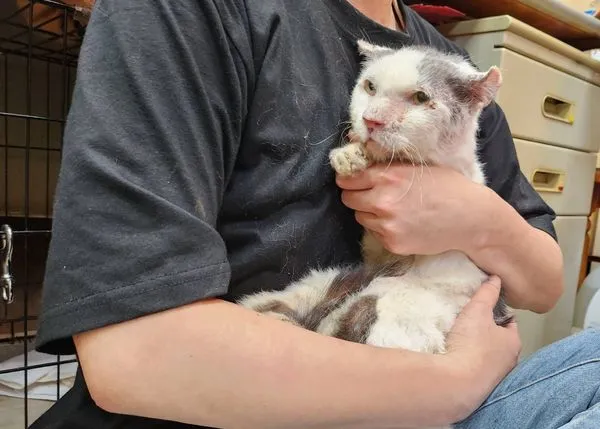 ▲新北動保處救援重傷老貓 截肢後找到幸福歸宿。（圖／新北市動保處提供）