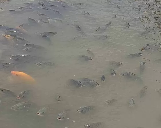 ▲暴雨後，彰化貓羅溪泥灘驚見上千條台灣鯛。（圖／生態攝影師米諾斯提供）