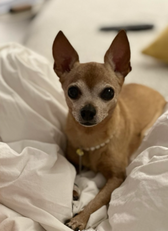 ▲李敏鎬愛犬Choco高齡16歲離世。（圖／翻攝自李敏鎬Instagram）
