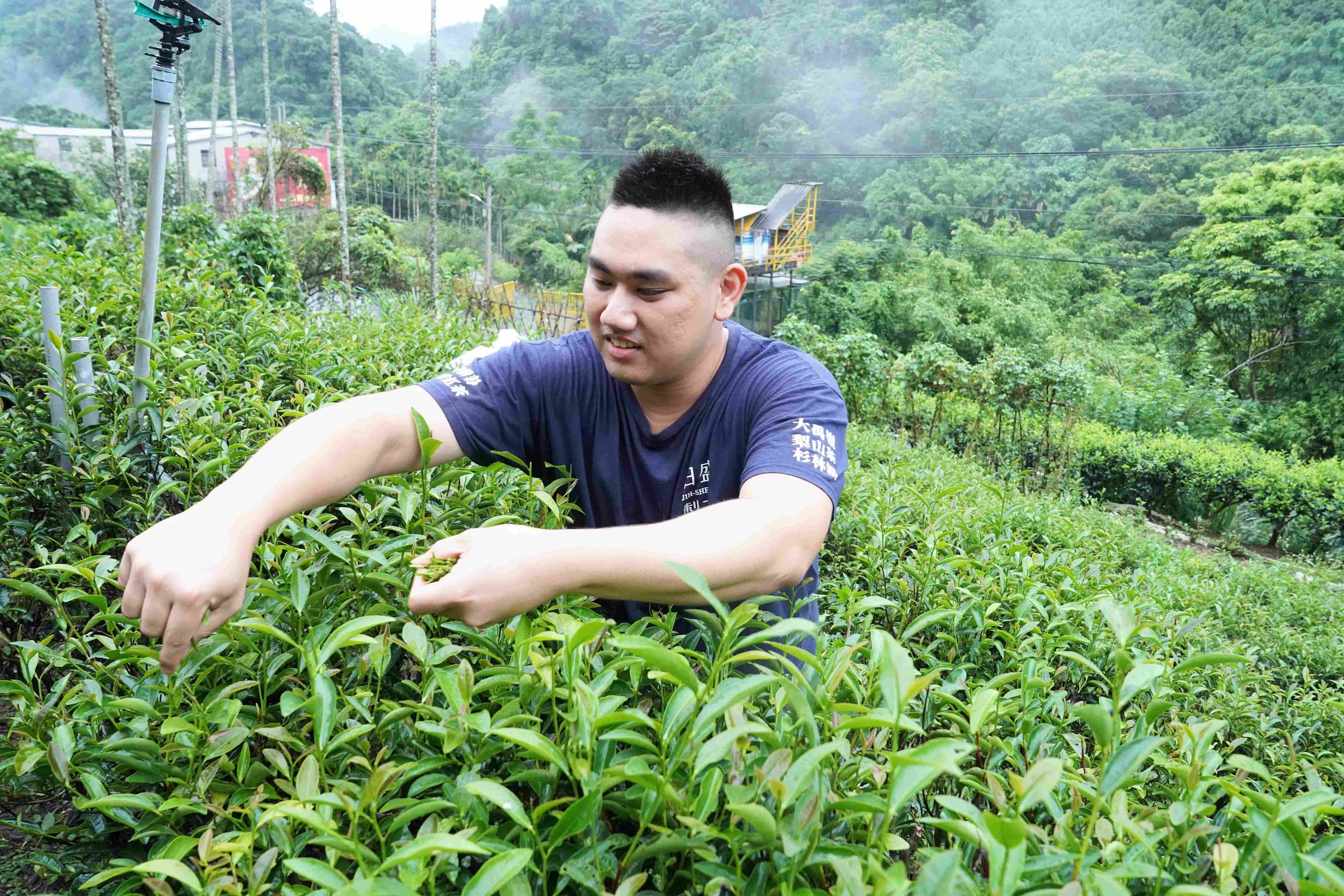 ▲新北蜜香紅茶評鑑 三峽青農周子耀3連冠。（圖／新北市農業局提供）