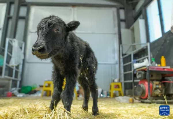 ▲▼陸成功複製氂牛　體型比一般新生牛犢略大。（圖／新華社）