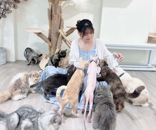 ▲▼財閥家的公子貓貓咪咖啡廳。（圖／捷絲旅台南虎山館提供）