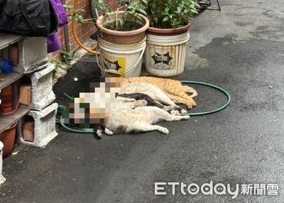 三重民宅惡火1男成焦屍！濃煙狂竄再奪5命　鄰居4貓1狗嗆死
