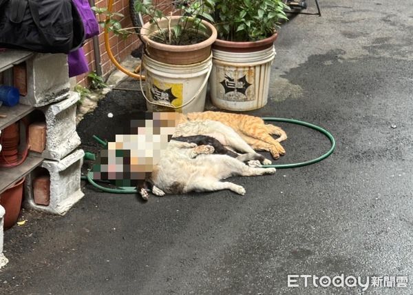 ▲▼三重住宅火警波及鄰居毛小孩，造成4貓1狗嗆死，鄰居照顧倖存的橘貓，旁邊黑狗已經死亡             。（圖／記者陳以昇翻攝）
