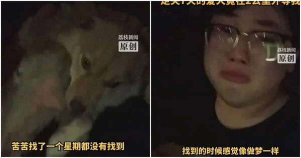 飼主找到走失一週的狗。（圖／翻攝微博）