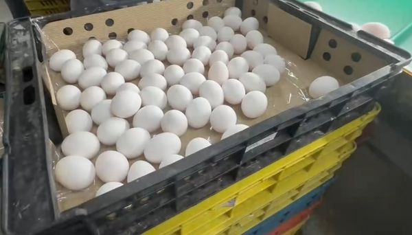 ▲雞蛋又要漲價了。（圖／記者唐詠絮翻攝）