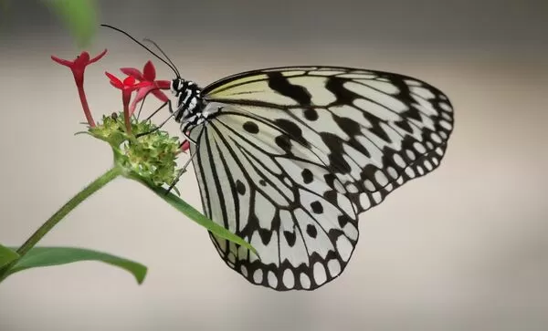 ▲▼大白斑蝶。（圖／翻攝動物園網站）