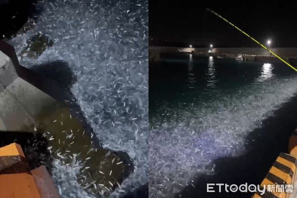 ▲澎湖釣客驚見金鱗魚瘋狂竄跳。（圖／呂姓釣客提供，下同）