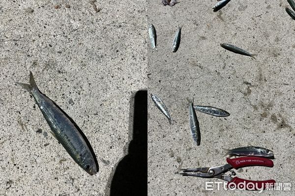 ▲澎湖釣客驚見金鱗魚瘋狂竄跳。（圖／呂姓釣客提供，下同）