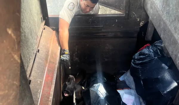 小黑犬被扔大樓「垃圾壓實機下」　夫妻聽微弱哭聲救出差點斃命。（圖／翻攝自募款網站GoFundMe）
