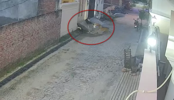 5歲童被一群流浪犬包圍攻擊　「路上拖行20公尺」女鄰居英勇救出。（圖／翻攝自X）