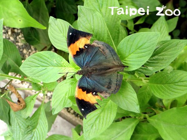 蝴蝶。（圖／台北市立動物園提供／資料照片）