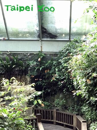 蝴蝶。（圖／台北市立動物園提供／資料照片）