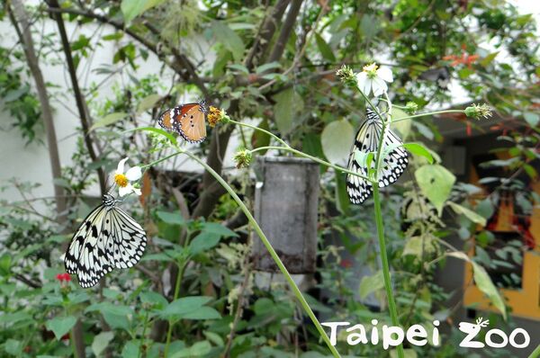 蝴蝶。（圖／台北市立動物園提供／資料照片）