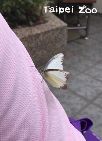 蝴蝶。（圖／台北市立動物園提供／資料照片）