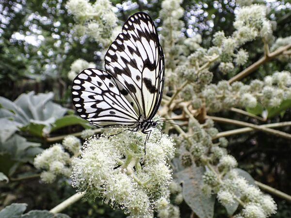 動物園蝴蝶遭竊。（圖／台北市立動物園提供）