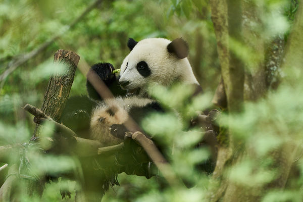 ▲《熊貓月寶》由張艾嘉與劉燁參與演出，劉燁的兒女劉諾一、劉霓娜也一同亮相。（圖／壹壹喜喜電影股份有限公司提供）