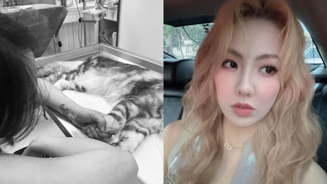 ▲▼劉雨柔愛貓走了。（圖／翻攝自Facebook／劉雨柔）