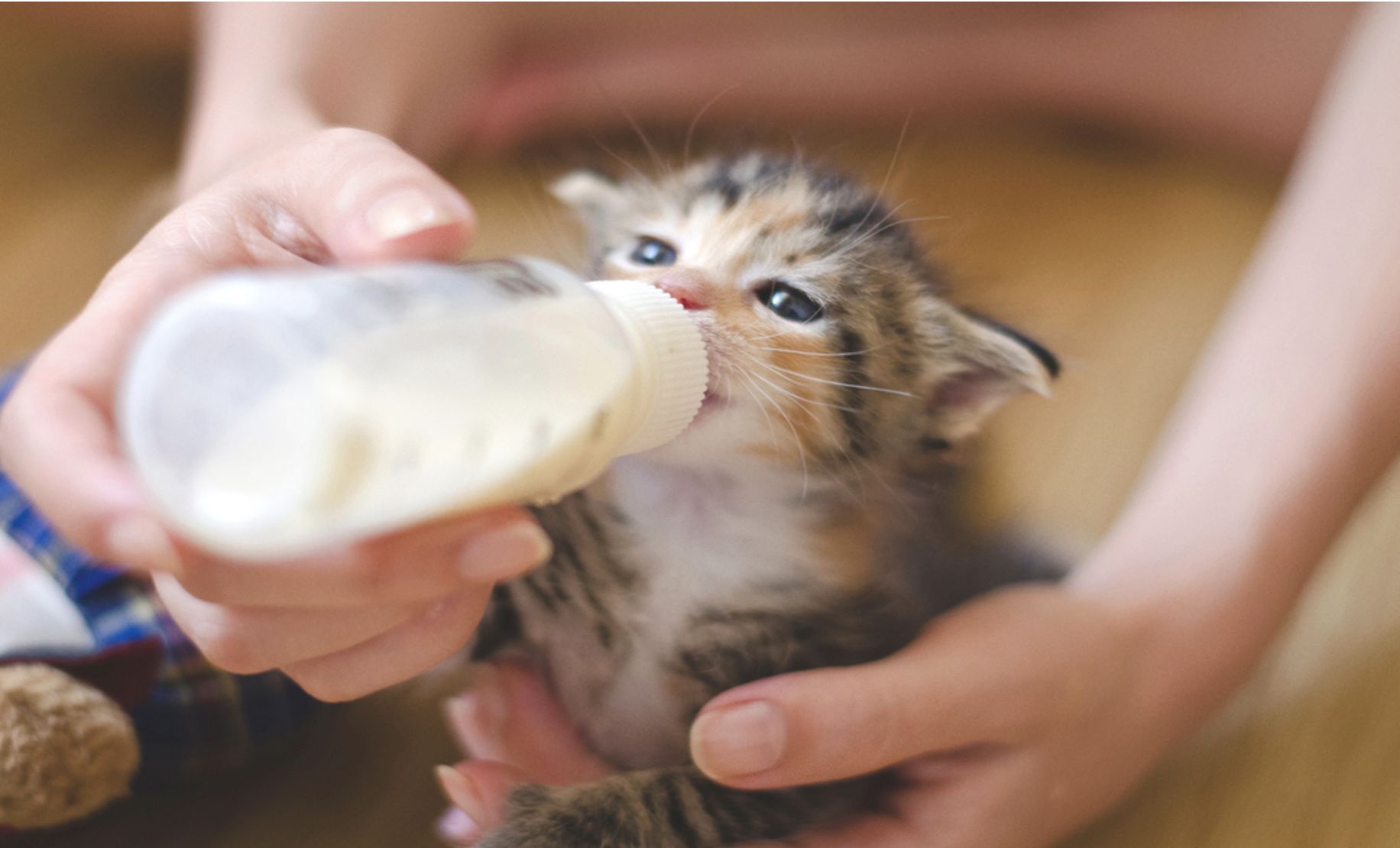 幼貓除蚤別急！獸醫教你從週齡判斷到照顧奶貓全掌握