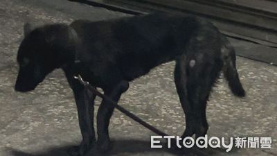 新北男持長管狠打黑狗！牠痛苦哀號翻滾　民眾看不下去報警