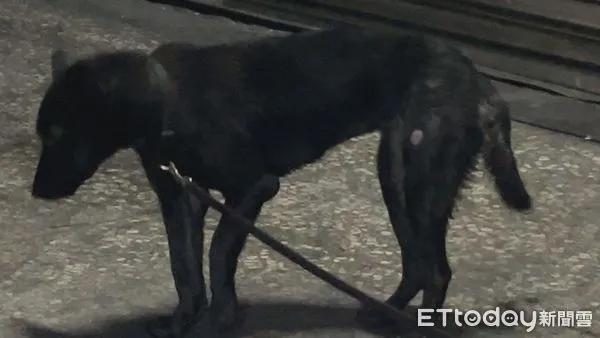 ▲▼ 新北市新莊區中原東路一間工廠，昨日晚間傳出虐狗案件   。（圖／記者陳以昇翻攝）