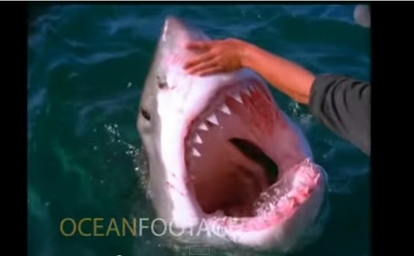 [問卦] 鯊魚吃魚都怎麼剔魚刺