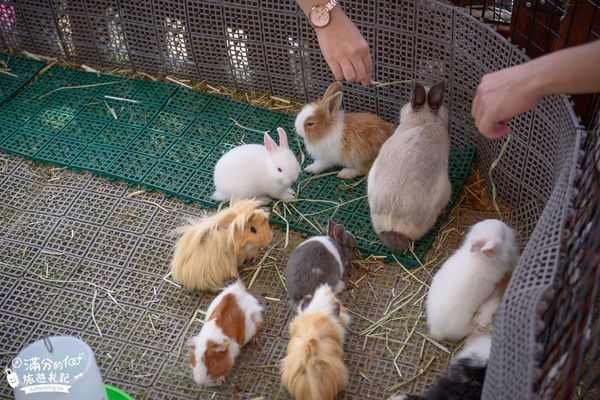 ▲▼艾米達精靈谷茶樹莊園。（圖／部落客滿分的旅遊札記授權提供）