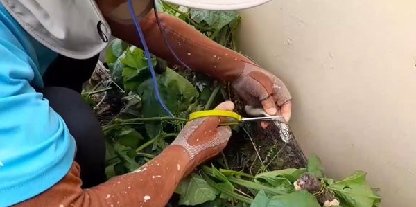 ▲台南市安南區王金樹里長，據報搶救1尾2米臭青母野放。（圖／翻攝自王金樹-蘇青癸臉書）