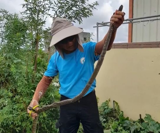 ▲台南市安南區王金樹里長，據報搶救1尾2米臭青母野放。（圖／翻攝自王金樹-蘇青癸臉書）