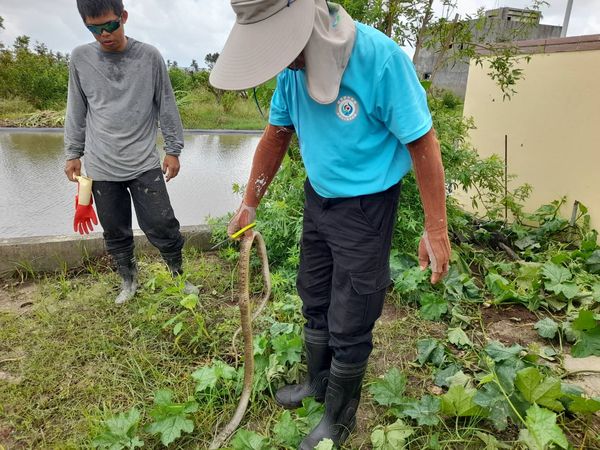 ▲台南市安南區王金樹里長，據報搶救1尾2米臭青母野放。（圖／翻攝自王金樹-蘇青癸臉書）
