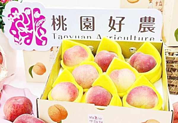 ▲桃園市長張善政籲請市民支持在地優質水蜜桃。（資料照／市府農業局提供）