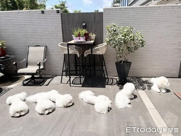 棉花糖狗狗。（圖／粉專吉仔 & 栗子提供）