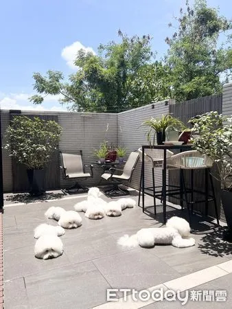 棉花糖狗狗。（圖／粉專吉仔 & 栗子提供）