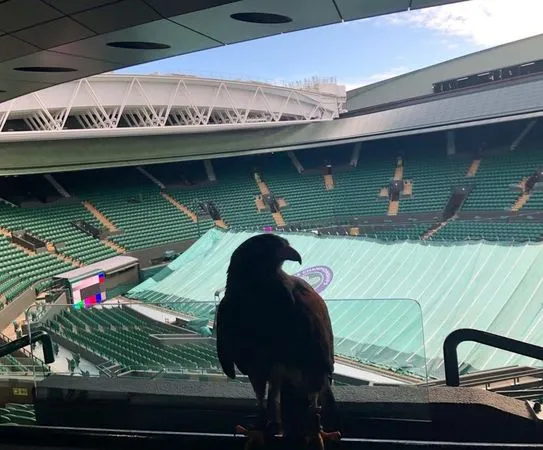 溫布頓老鷹Rufus。（圖／翻攝自推特＠@RufusTheHawk）