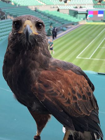 溫布頓老鷹Rufus。（圖／翻攝自推特＠@RufusTheHawk）