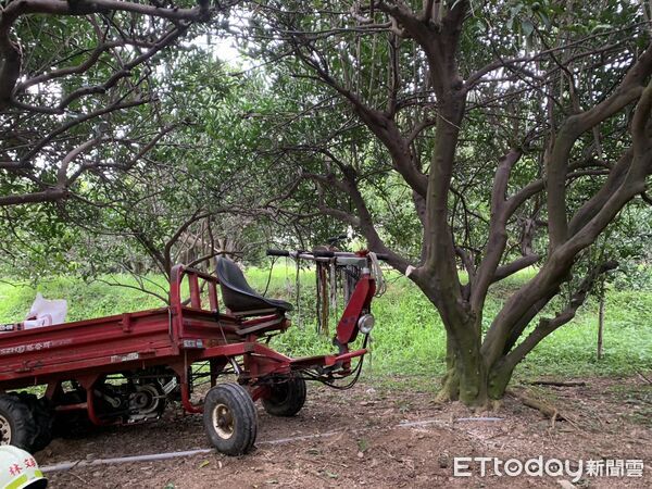 ▲林姓老翁慘遭搬運車夾困果樹，消防人員鋸斷樹林協助脫困，送醫宣告不治。（圖／記者楊永盛翻攝）