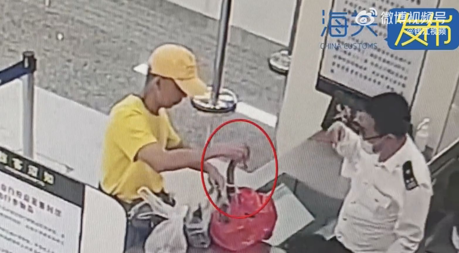 ▲旅客入境時，從包包裡拿出一條眼鏡蛇嚇退陸海關人員。（圖／翻攝海關發布）