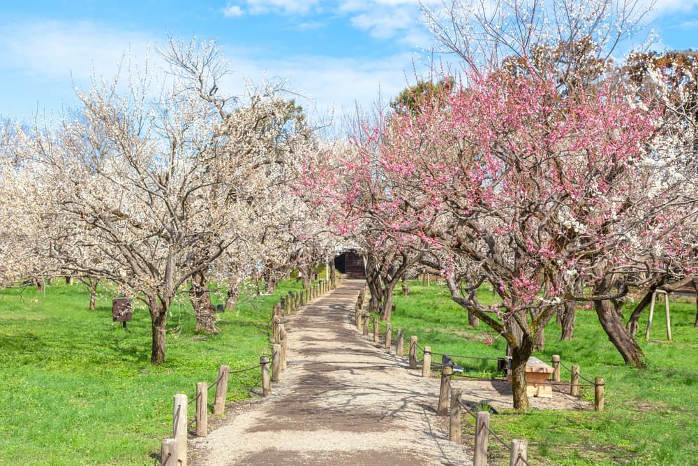 在日本東北雪國深處 遇見溫泉山城與百狐之森（圖／shutterstock）
